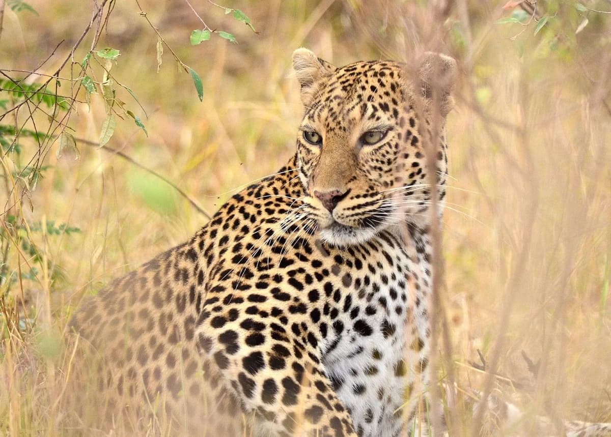 6-Day Fly-Out Safari