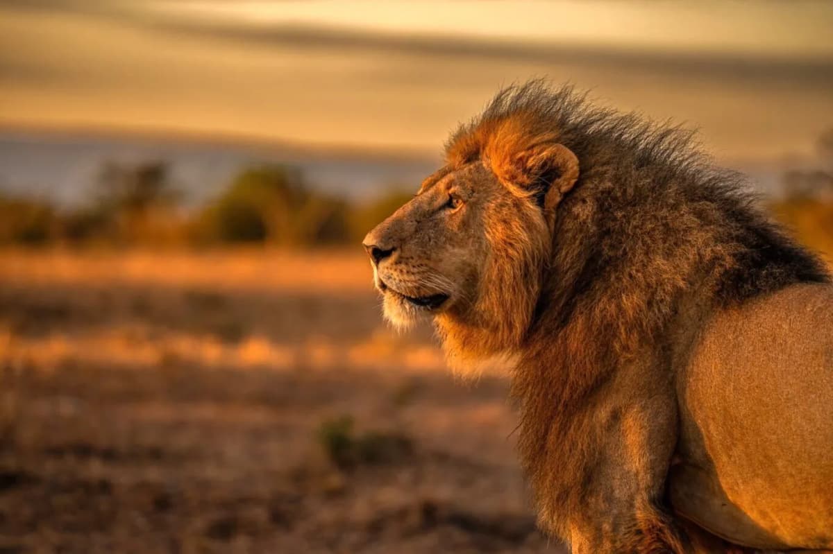 10-Day A Calling Safari