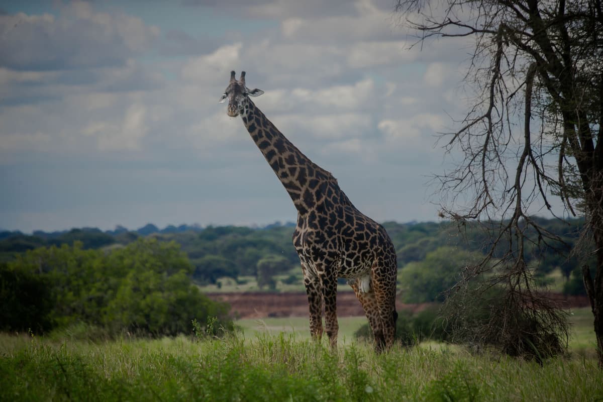 Tanzania, East Africa