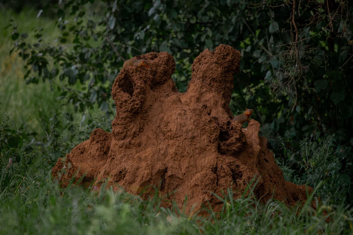 Tanzania, East Africa