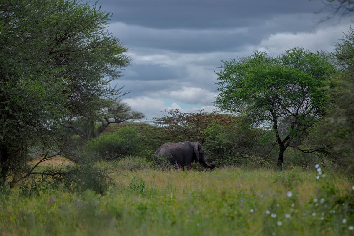 Tanzania, East Africa