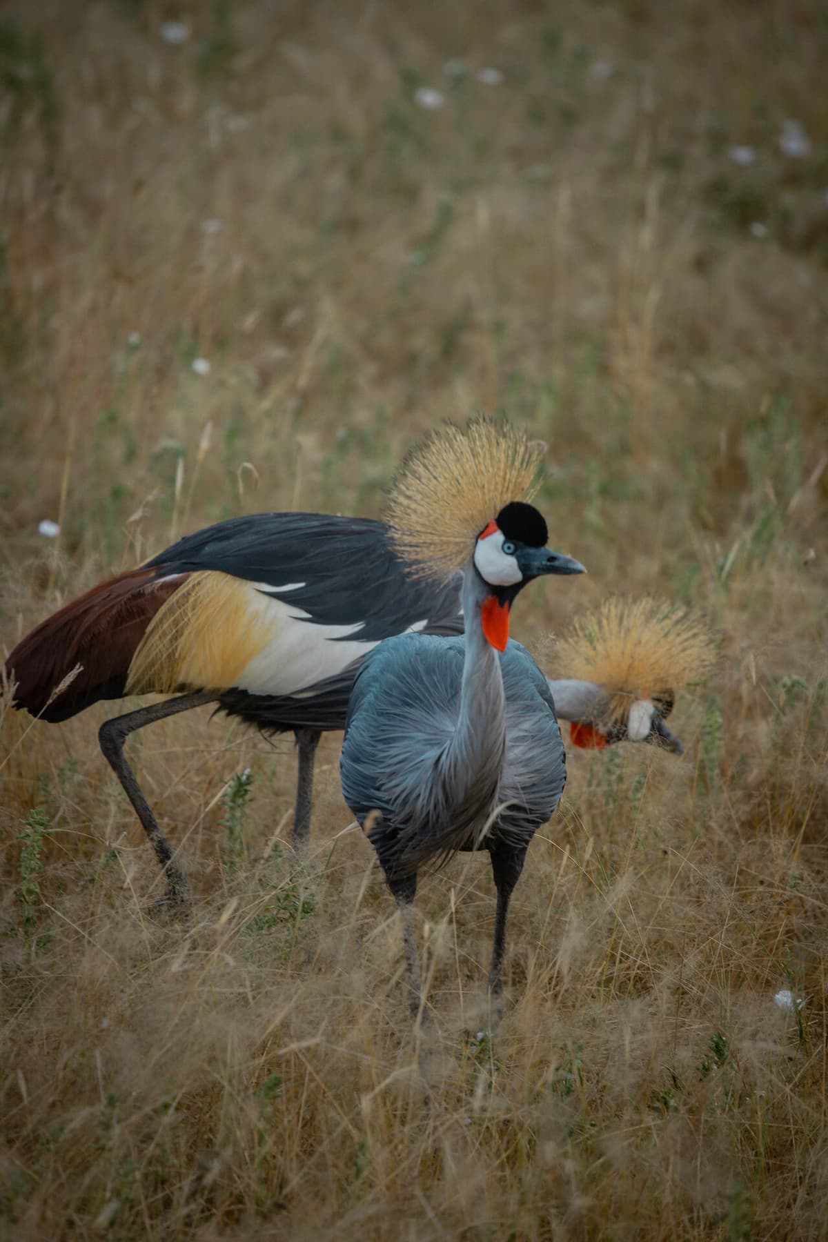 Tanzania, East Africa