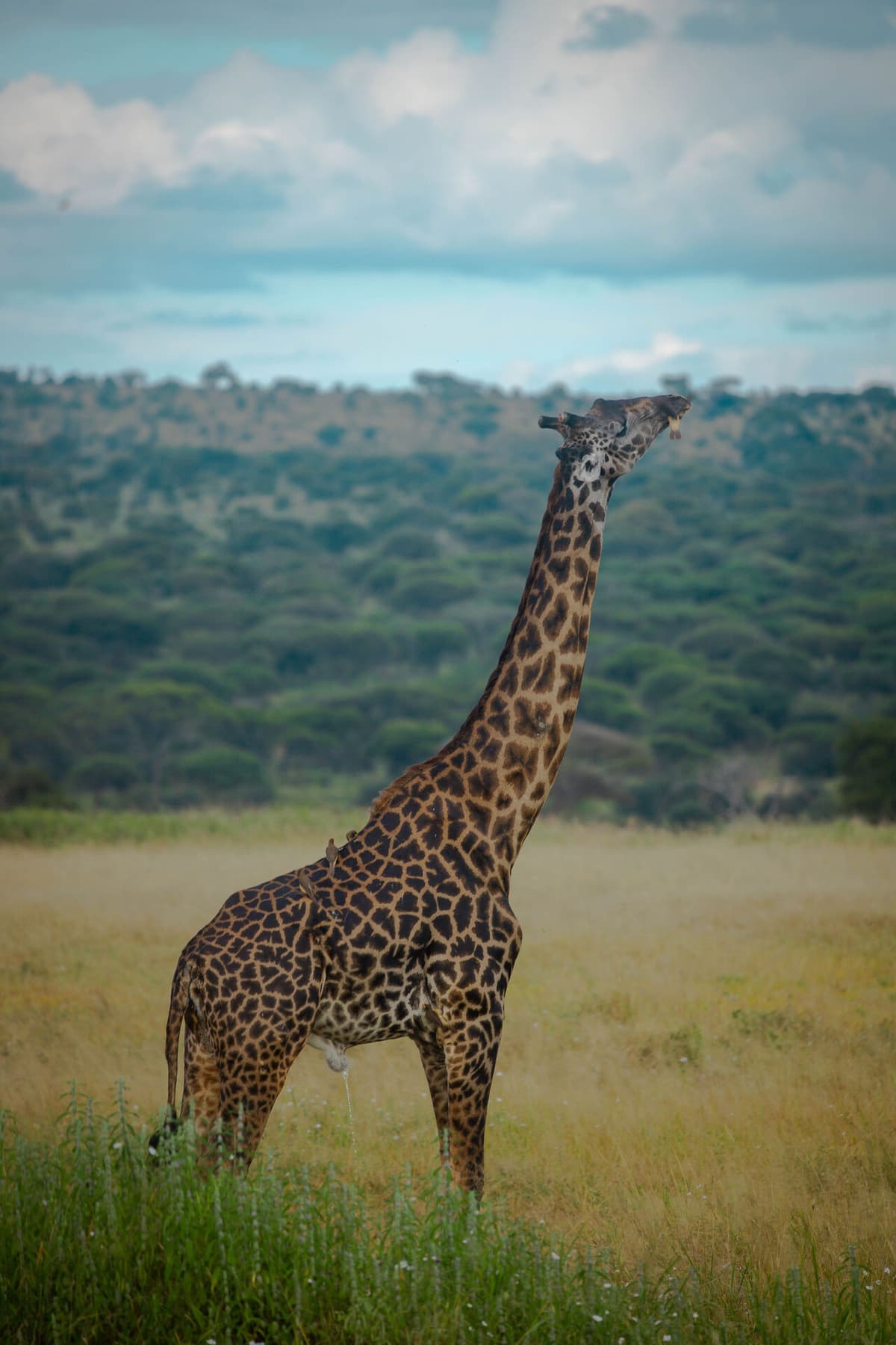 Tanzania, East Africa