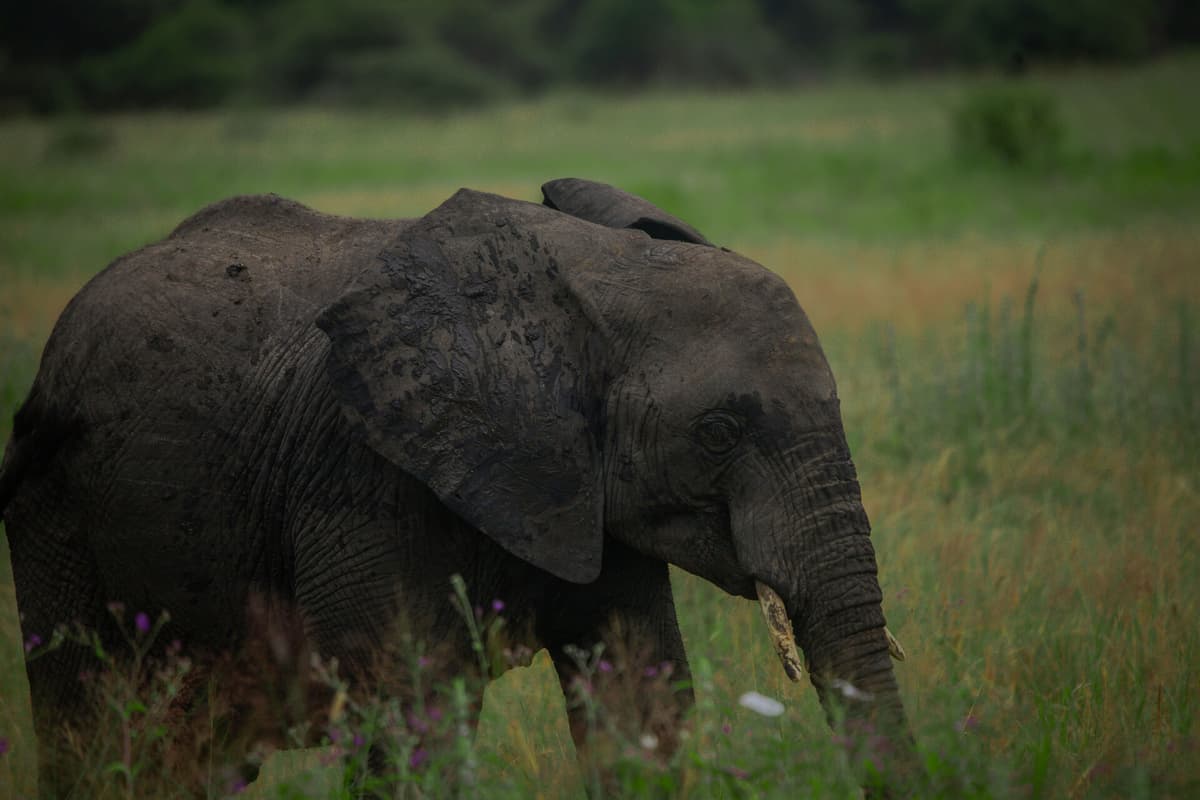 Tanzania, East Africa
